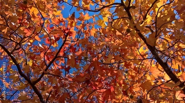 Obraz Autumn Sweetgum Reaching the Sky