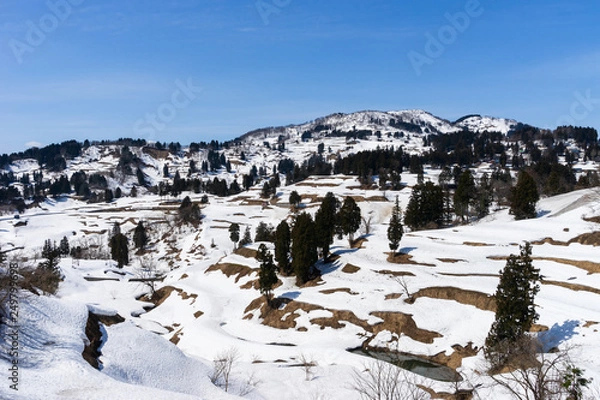 Fototapeta 雪に埋もれる棚田