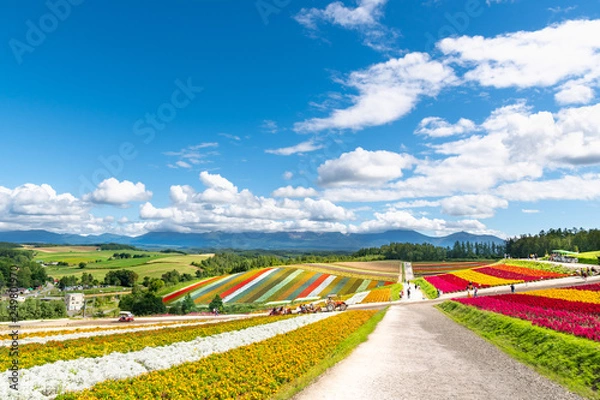 Obraz 広大な花畑 / 北海道 美瑛町の観光イメージ