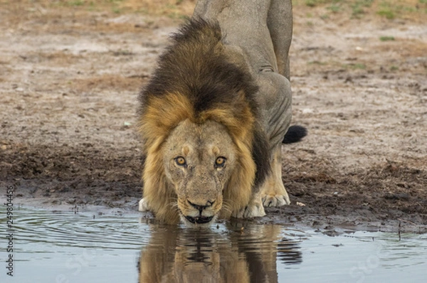 Obraz The Savuti Marsh Pride lions roam in the Chobe National Park Botswana.