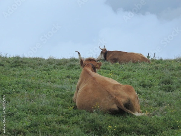 Obraz Alpine Cows