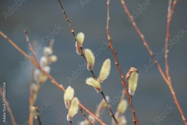 Fototapeta ネコヤナギ　Spring Bud	