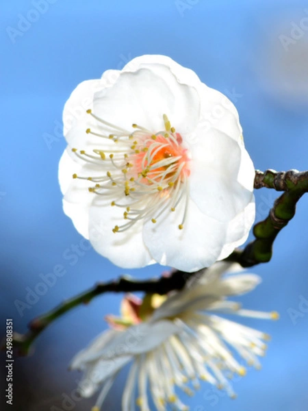 Obraz 早咲きの梅