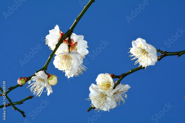 Obraz 早咲きの梅