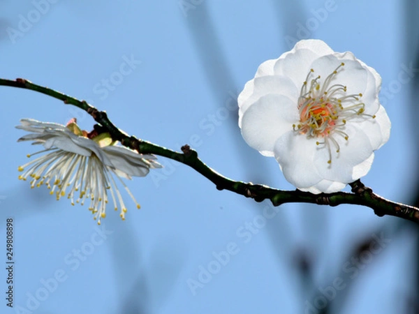 Obraz 早咲きの梅