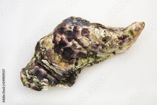 Fototapeta Oyster