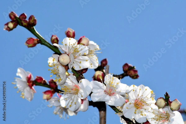 Obraz 早咲きの梅