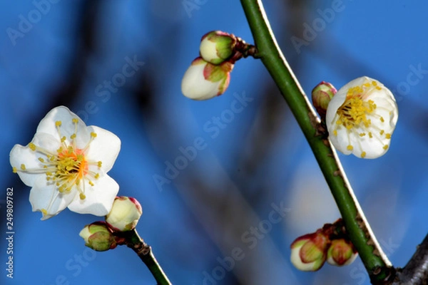 Obraz 早咲きの梅