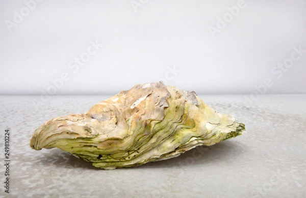 Fototapeta Oyster