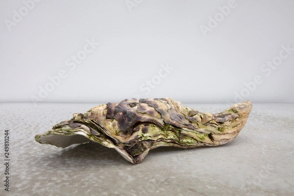 Obraz Oyster