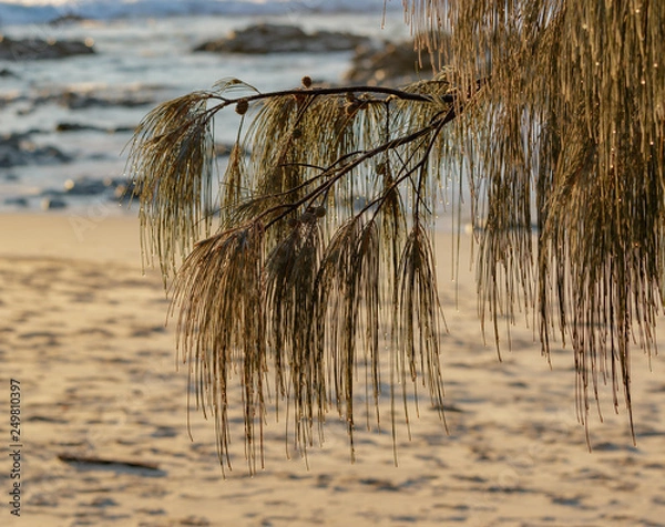 Obraz Beach water drops on pine needles
