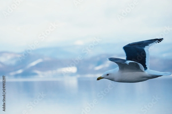 Obraz カモメ冬景