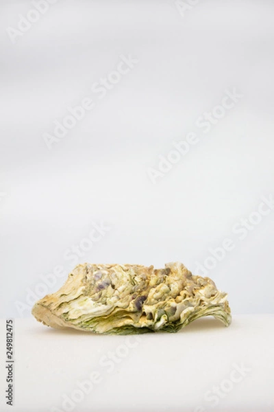 Fototapeta Oyster