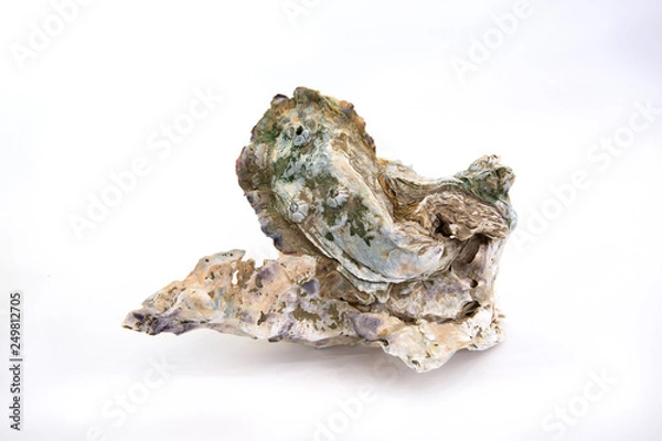 Fototapeta Oyster
