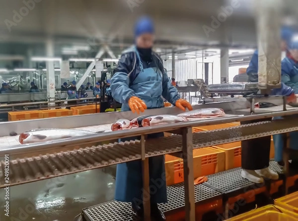 Obraz Blur, bokeh, background, abstract, image for background. Cutting the salmon on the production line in the fish processing plant