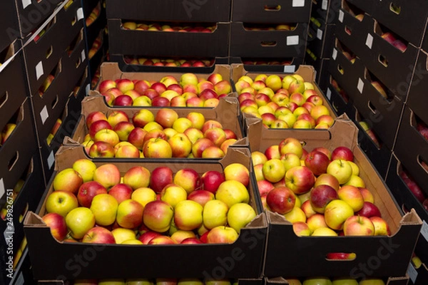 Obraz apples in boxes