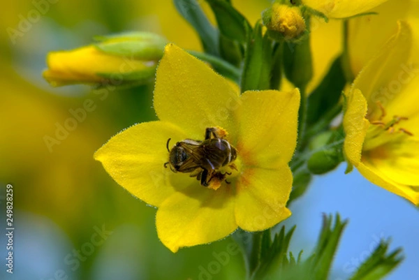 Fototapeta Black wasp in a yellow flower loosestrife point Lysimachia punctata