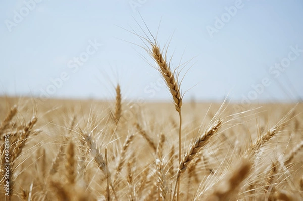 Obraz Wheat field