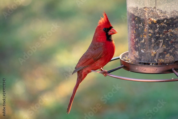 Obraz red bird on a branch