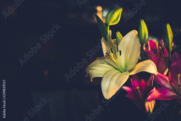 Obraz lilies on black background