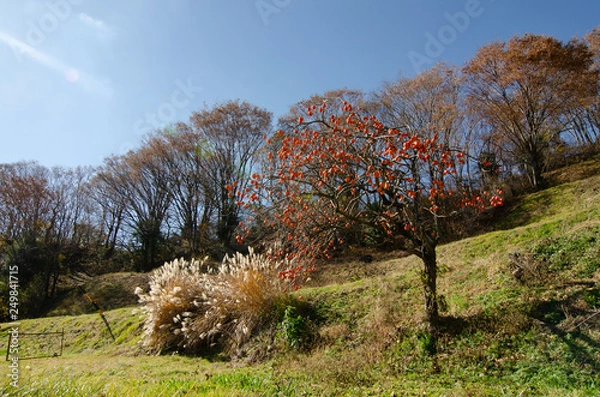 Fototapeta 山村の柿の木