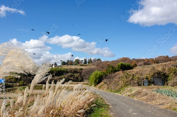 Fototapeta 田舎の道
