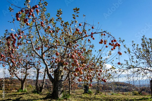 Obraz 古いリンゴの木