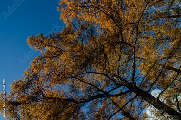 Fototapeta カラマツ林