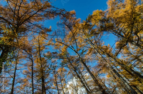 Obraz カラマツ林