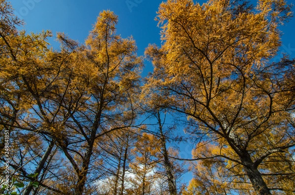 Obraz カラマツ林