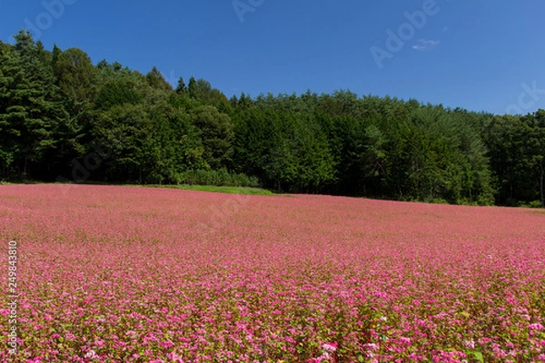Fototapeta 赤そばの里／長野県箕輪町