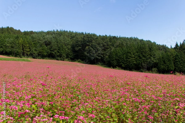 Obraz 赤そばの里／長野県箕輪町