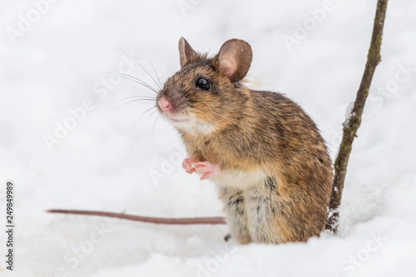 Obraz Wood mouse