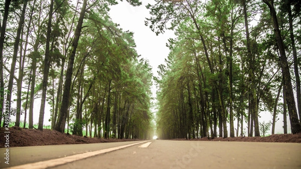 Fototapeta pine tree mist road beautiful scene