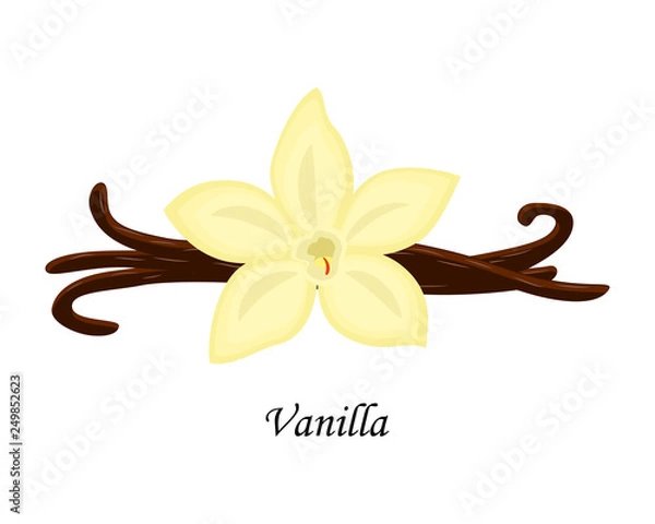 Fototapeta Vanilla vector illustration isolated on white background.