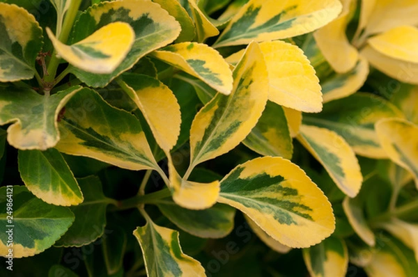 Obraz Plant Ligustrum ovalifolium Aureum