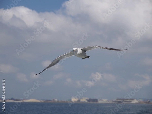 Obraz ウミネコ 石巻湾 001