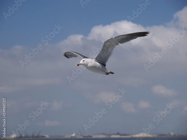 Obraz ウミネコ 石巻湾 002