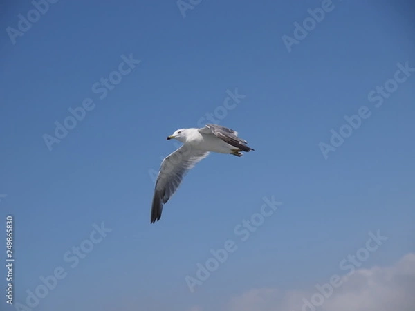 Obraz ウミネコ 石巻湾 003