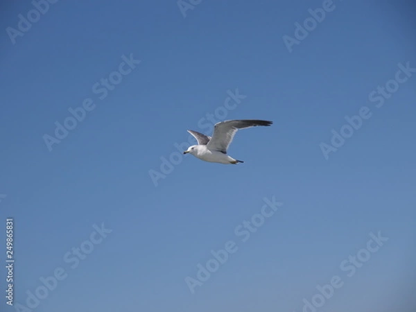 Obraz ウミネコ 石巻湾 004