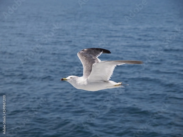 Obraz ウミネコ 石巻湾 010