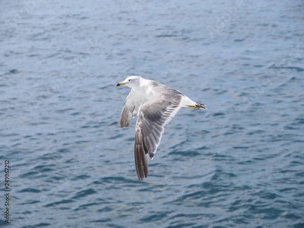 Obraz ウミネコ 石巻湾 011