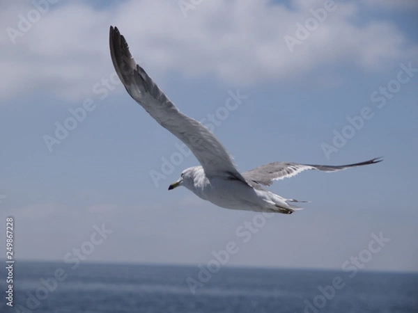 Obraz ウミネコ 石巻湾 012