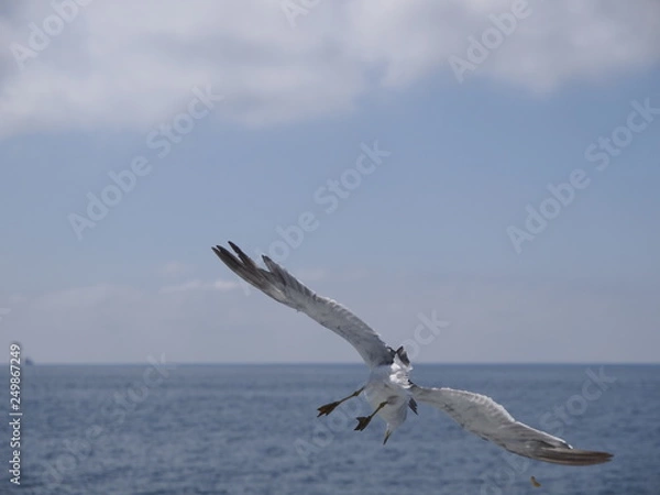 Obraz ウミネコ 石巻湾 014