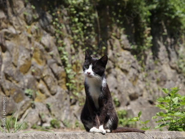 Obraz 猫 田代島 001