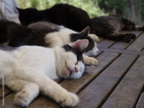 Obraz 猫 田代島 004