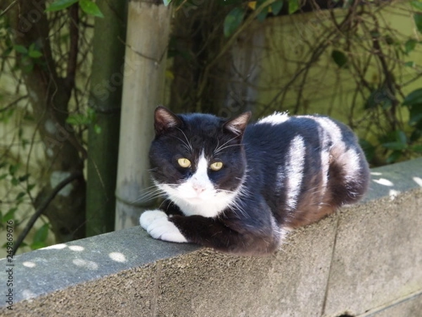 Obraz 猫 田代島 006