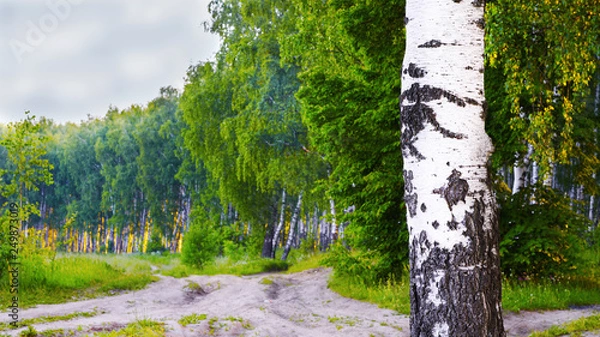 Obraz trees in the park