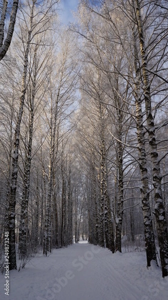 Obraz forest in winter