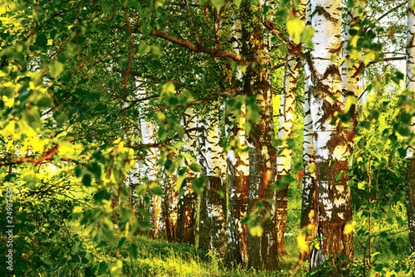 Obraz summer in sunny birch forest
